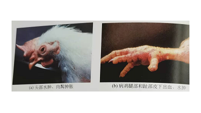 冬季禽流感高發(fā)，上海邦森教您輕松應(yīng)對(duì)禽流感